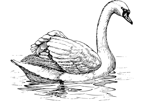 Floating Swan Coloring Page